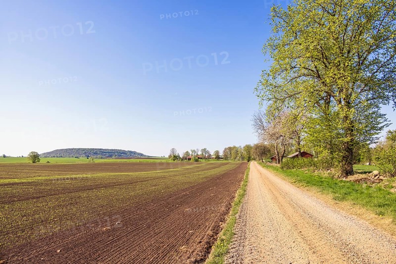 Gravel road by a newly sown field with green plants in the soil and lush green trees a sunny spring day in the countryside, Ålleberg, Sweden