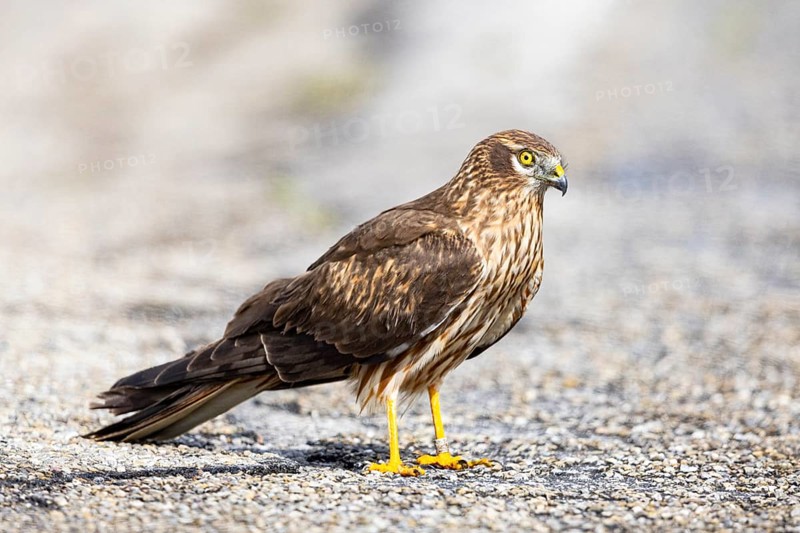 Montagu's harrier (Circus pygargus) wbl Germany