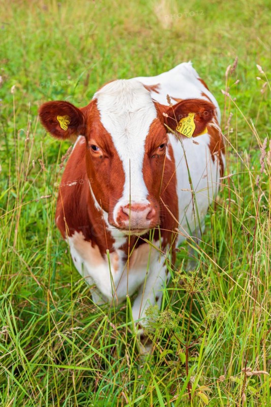 Curious dairy cow on a grass meadow in the summer, Sweden