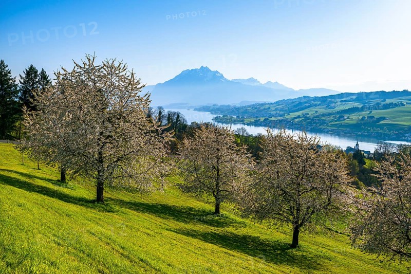 Cherry trees in blossom near Küssnacht am Rigi, view of Lake Lucerne and Mount Pilatus, Canton Schwyz, Switzerland