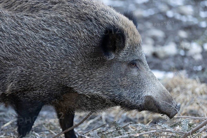 Wild boar (Sus scrofa), Daun Wildlife Park, Vulkaneifel, Rhineland-Palatinate, Germany
