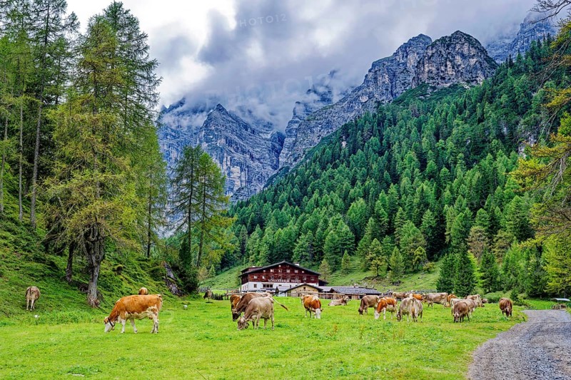 Alpine landscape with cows, Stubai Alps near Telfes and Fulpmes, high mountains of the Alps, weather mood, cloud mood, Tyrol, Austria