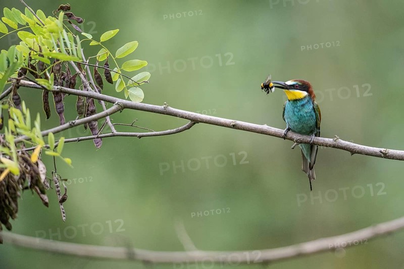 Bee-eater (Merops apiaster), Rhineland-Palatinate, Germany