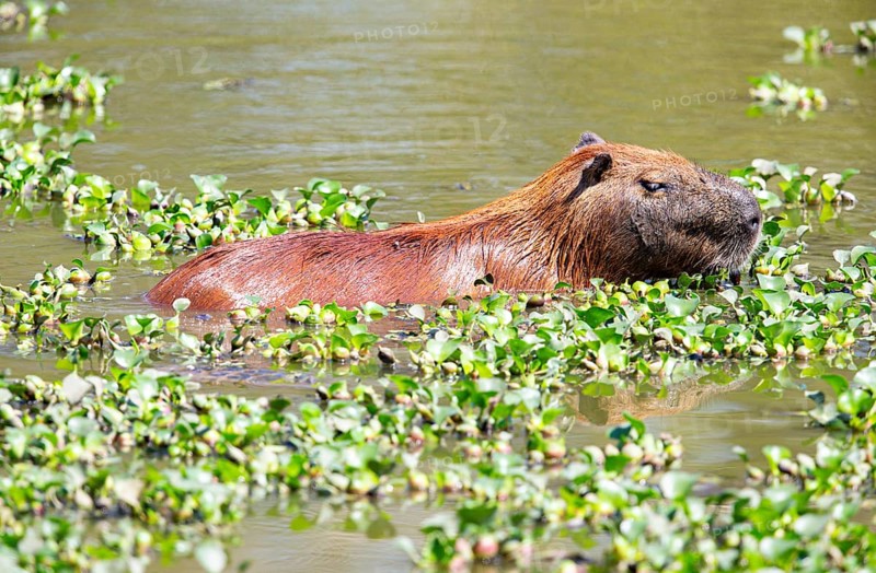 Capybara (Hydrochaeris hydrochaeris) Pantanal Brazil