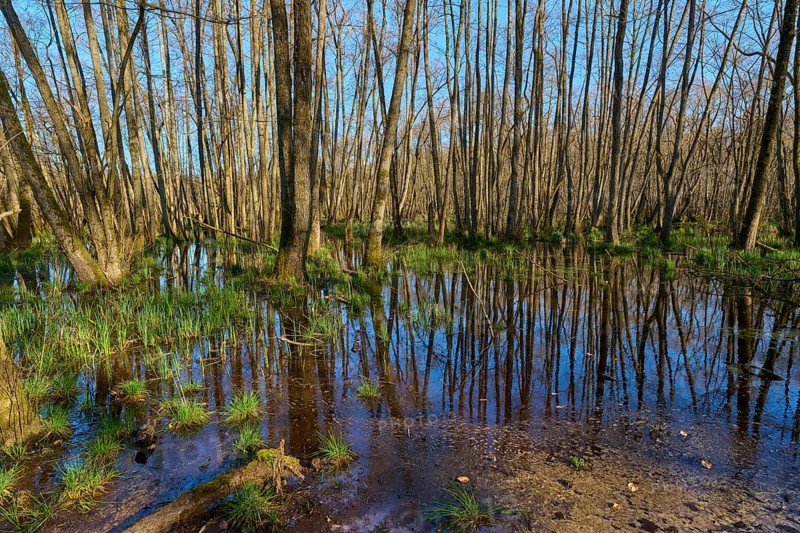 Dense alluvial forest with a swampy area and sparse vegetation, alders, spring, nature reserve Rote Lache by Wolfgang, Wolfgang, Hanau, Hesse, Germany