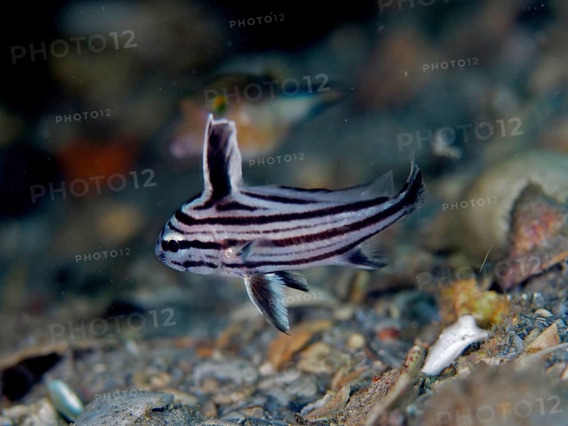 A small striped fish, Spotted Knightfish (Equetus punctatus), above the pebbly seabed, dive site Blue Heron Bridge, Phil Foster Park, Riviera Beach, Florida, USA