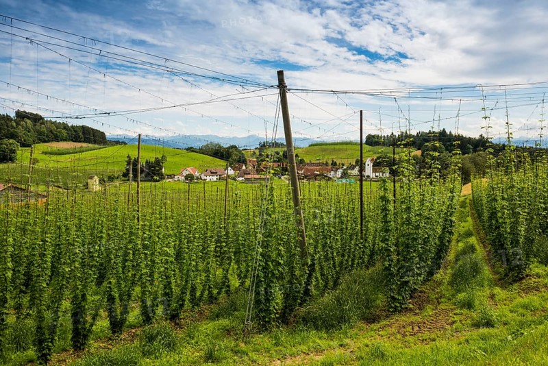 Village and hop gardens, hop growing, hop plantation, Neukirch, near Tettnang, behind the Swiss Alps, Upper Swabia, Lake Constance, Baden-Württemberg, Germany