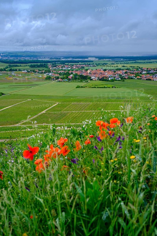 In the vineyards on the Schwanberg near Rödelsee, Steigerwald nature park Park, Lower Franconia, Franconia, Germany