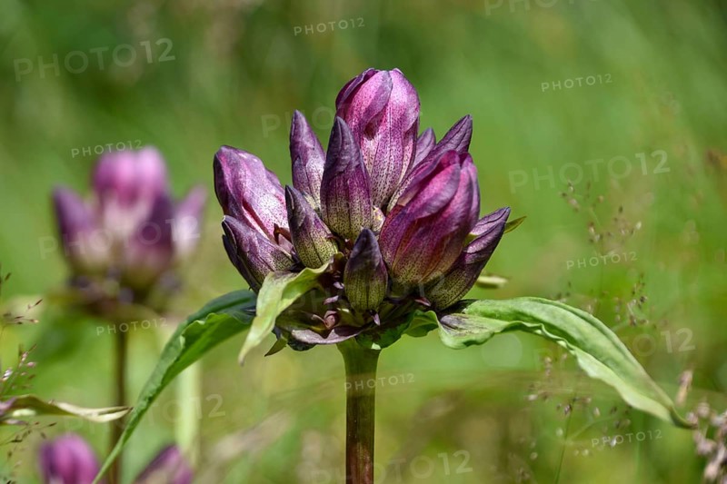Eastern Alpine gentian (Gentiana pannonica) in bloom in the Chiemgau Alps, Bavaria, Germany