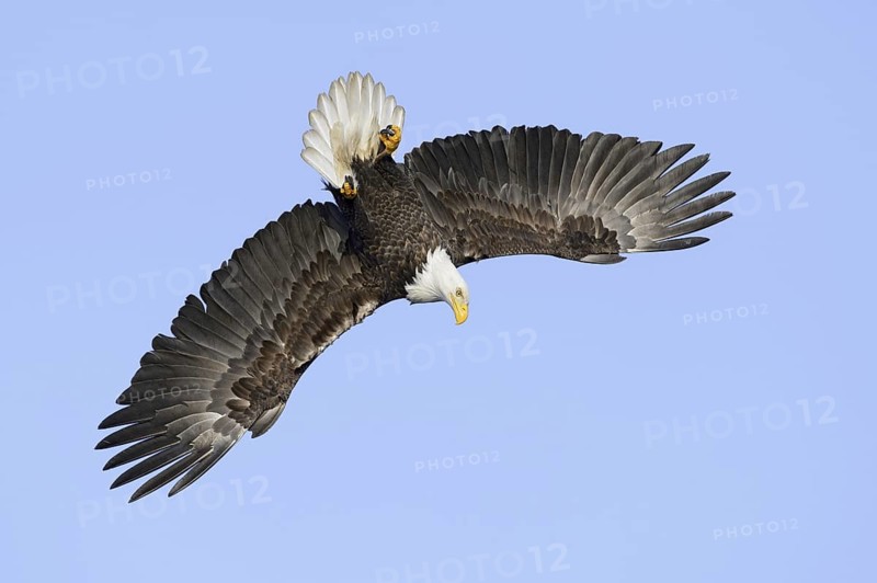Bald Eagle (Haliaeetus leucocephalus) flying, Alaska, USA