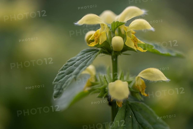Golden Nettle (Lamium galeobdolon), Emsland, Lower Saxony, Germany