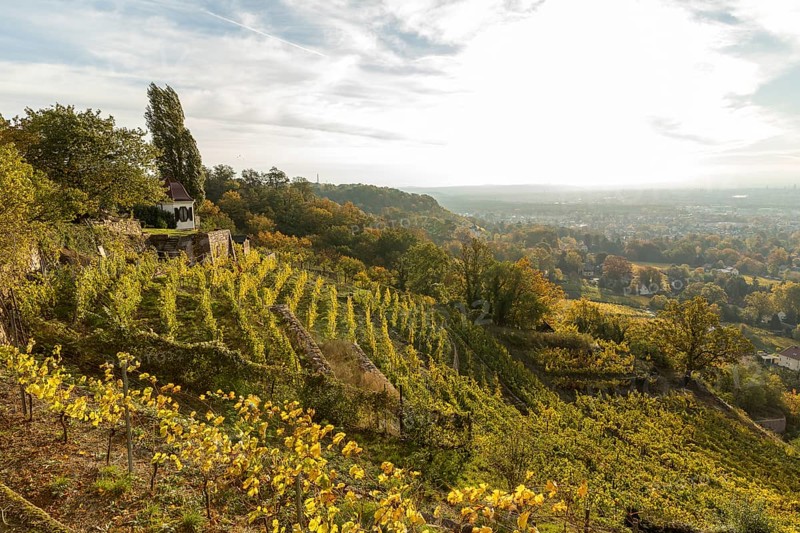 In the autumn-coloured vineyards of the Goldener Wagen steep slope with guardian's house, Oberlößnitz, Radebeul, Saxony, Germany