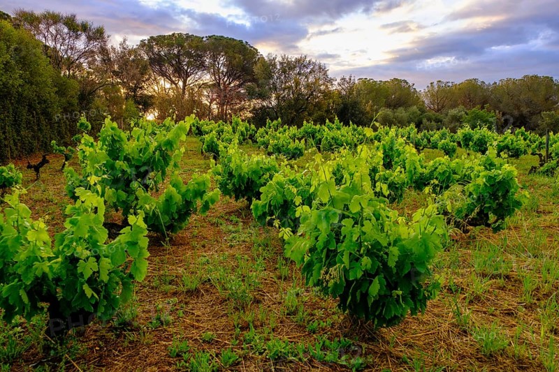 Vineyards, near Cruïlles, Costa Brava, Catalonia, Spain