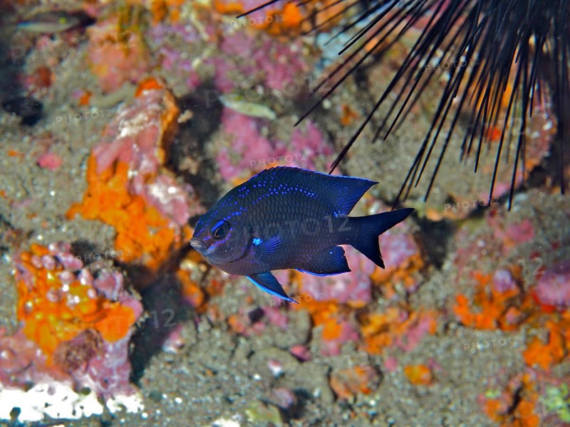 A small blue fish, neon reef perch (Abudefduf luridus), in front of a colourful reef. Dive site El Cabron marine reserve, Arinaga, Gran Canaria, Spain, Atlantic Ocean