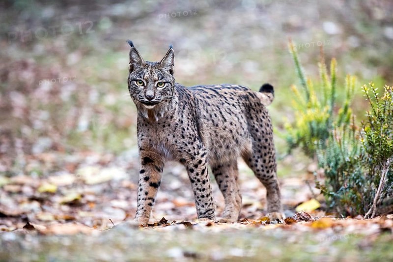Iberian lynx, Lynx pardinus