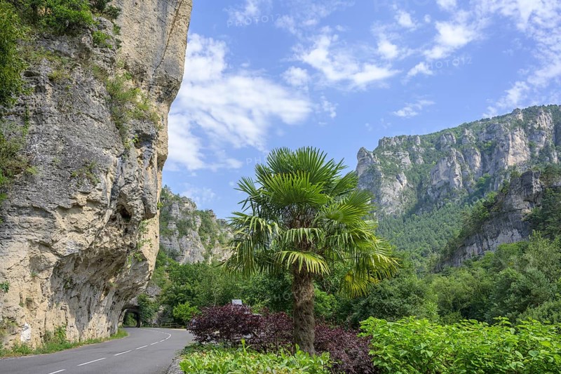 Palm tree on the road through the Tarn Gorge near Massegros Causses Gorges, Le Soulio, Département Lozère, France