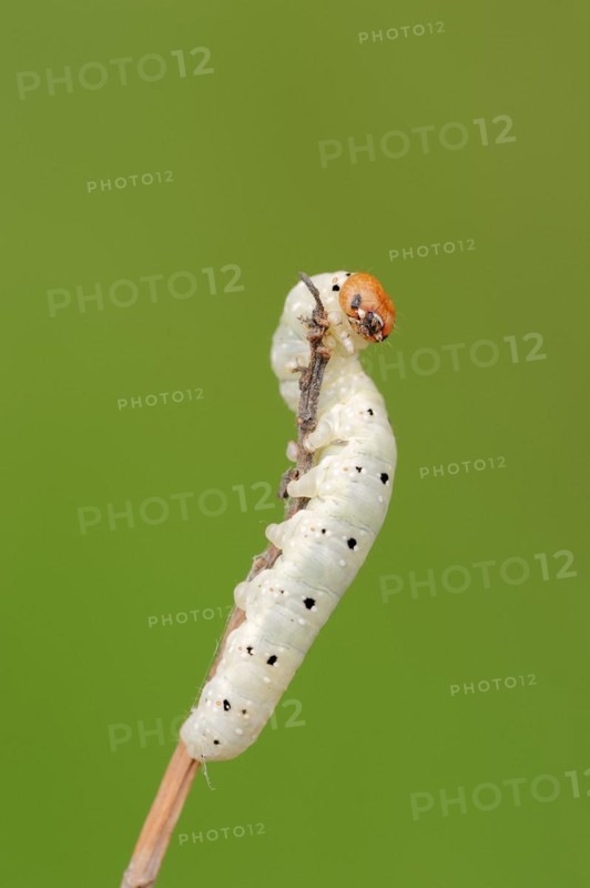 Frosted green (Polyploca ridens), caterpillar, North Rhine-Westphalia, Germany