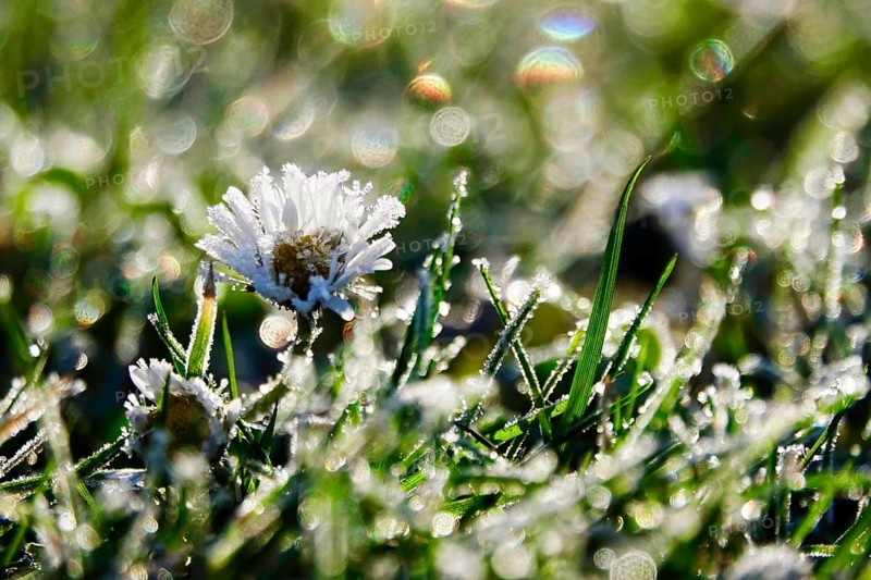 Daisies with hoarfrost and beautiful bokeh in a meadow, winter, Germany