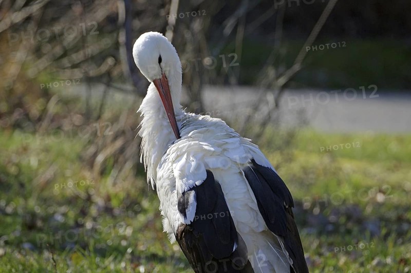 Stork on a spring meadow during plumage care, Wendland, Lower Saxony, Germany