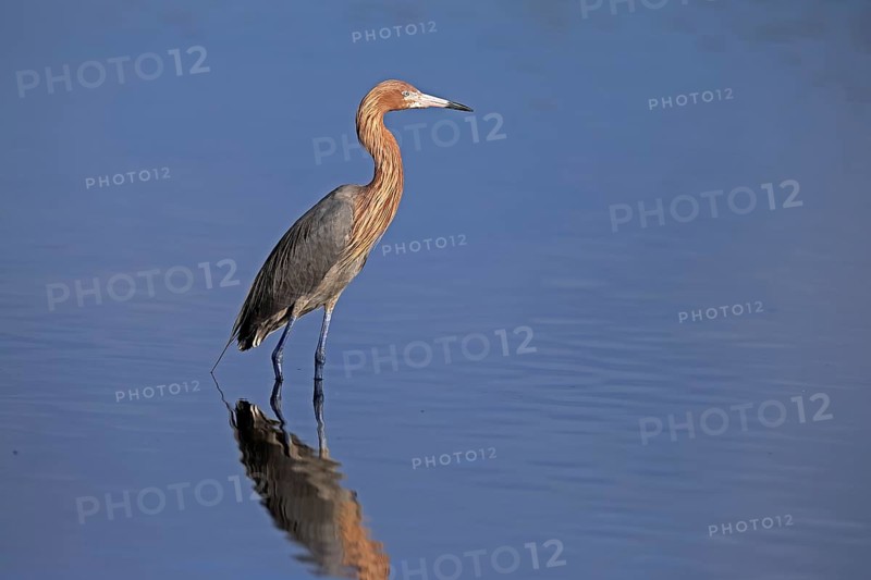 Reddish Egret (Egretta rufescens), adult, in water, foraging, alert, Merritt Island, Black Point Wildlife Drive, Florida, USA, North America