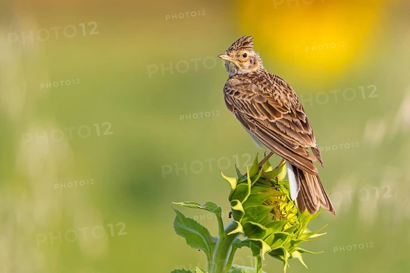 Feldlerche, Eurasian Sky Lark, Skylark, Sky Lark, Eurasian Skylark, Alauda arvensis, Alouette des champs, Alondra Común