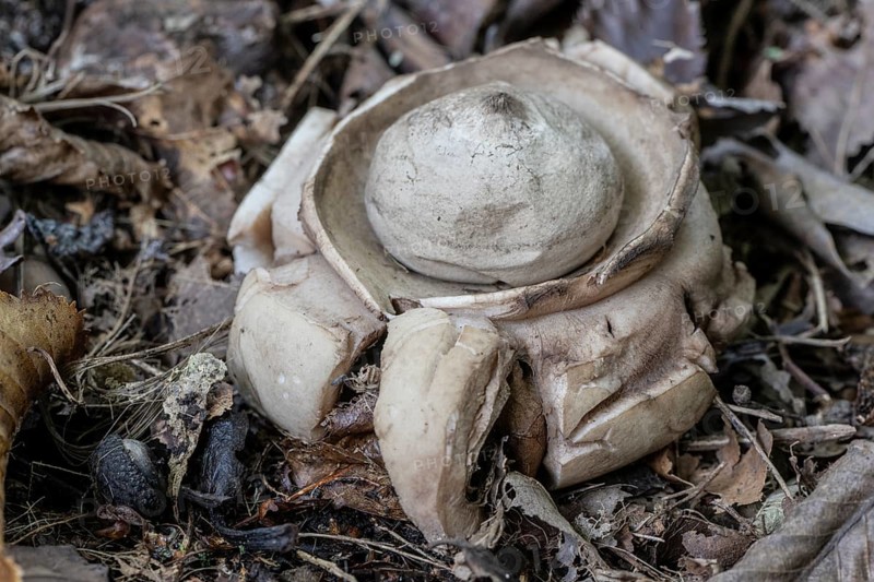 Ruffed Earth Star (Geastrum triplex), Emsland, Lower Saxony, Germany