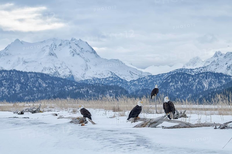 Bald Eagle (Haliaeetus leucocephalus) group, Alaska, USA