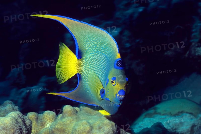 Underwater photo of Diademed Angelfish (Holacanthus ciliaris) Queen Angelfish, Caribbean