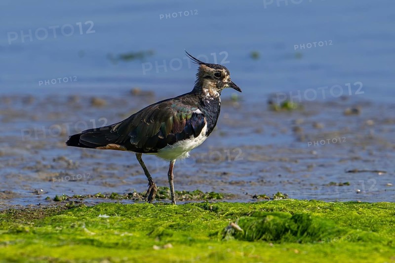 Northern lapwing (Vanellus vanellus) female foraging along muddy shore of pond in salt marsh, saltmarsh in summer