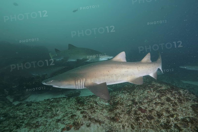 Sand tiger shark (Carcharias taurus)