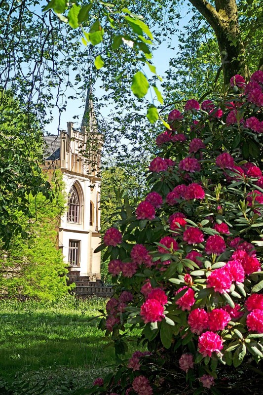 Rhododendron blossoms, castle park, Evenburg, Leer, East Frisia, Germany