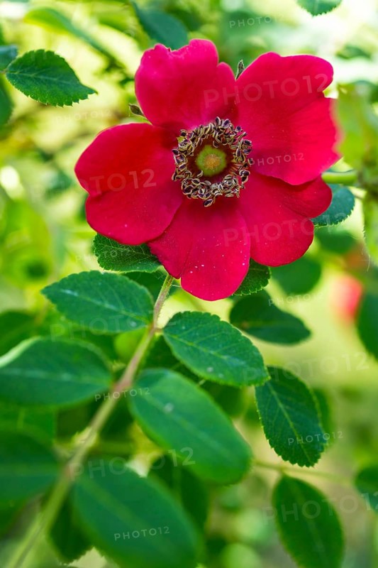 Mandarin rose (Rosa moyesii), flower, Saxony, Germany