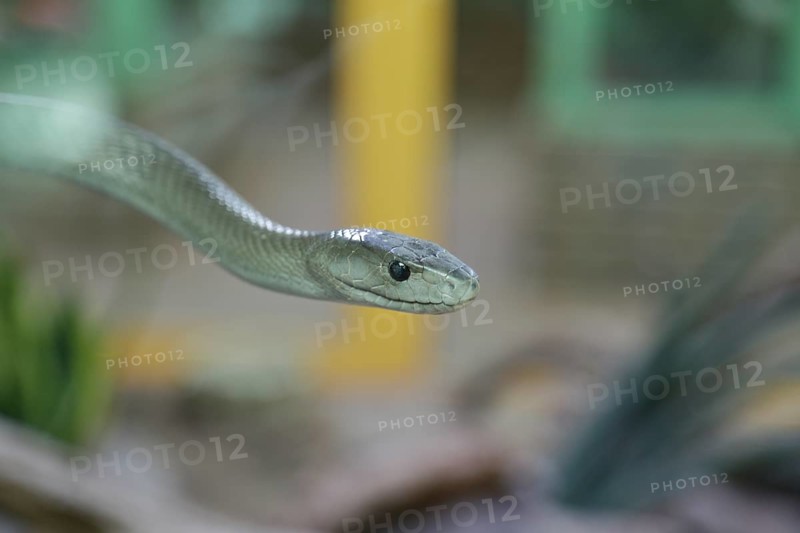Western green mamba (Dendroaspis viridis), green mamba, venomous snake, climbing in a tree, animal portrait, occurrence in Africa, captive, Terrazoo, North Rhine-Westphalia, Germany