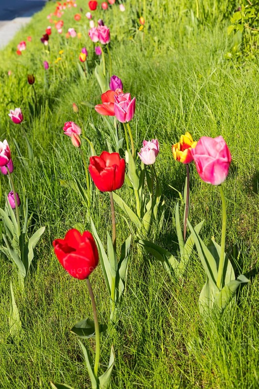 Tulips (tulpia) blooming in different colours in a meadow, spring in the Käbschütztal, Saxony, Germany