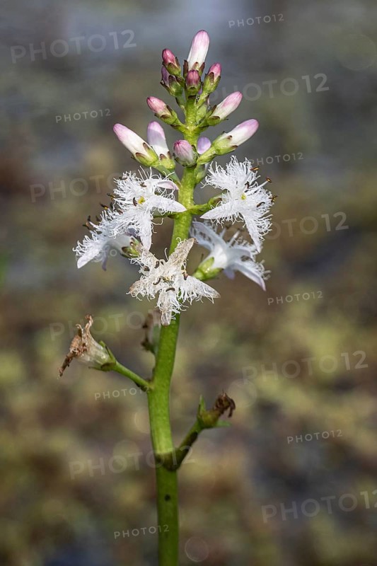 Menyanthes trifoliata, Lower Saxony, Germany