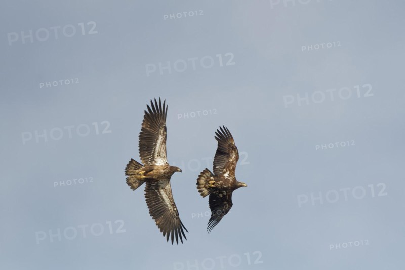 Two young bald eagle (Haliaeetus leucocephalus) in flight, Yukon Territory, Canada