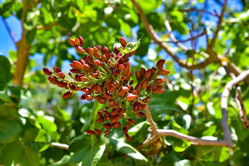 Pistachios (Pistacia) on a pistachio tree (Pistacia vera) in Sicily, Italy