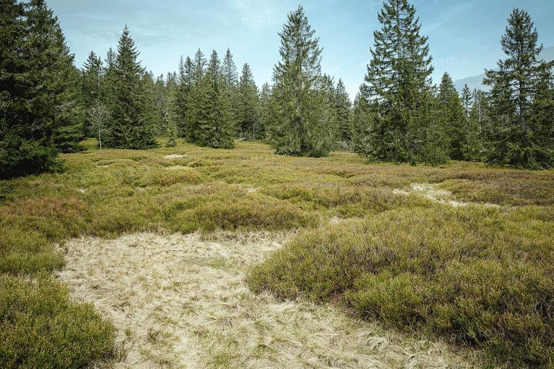 Schachten between Heugstatt and Gentiana bavarica, Bavarian Forest, Bavaria, Germany