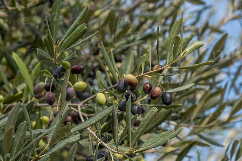 Olive tree with ripe and unripe olives in front of a blue sky, Apulia, Italy