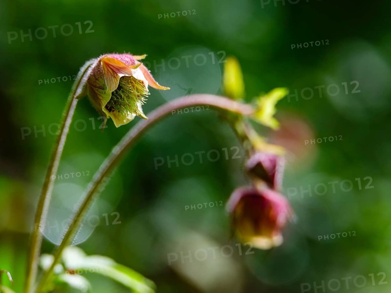 Brooklime (Geum rivale), Bischofswiesen, Berchtesgadener Land, Bavaria, Germany