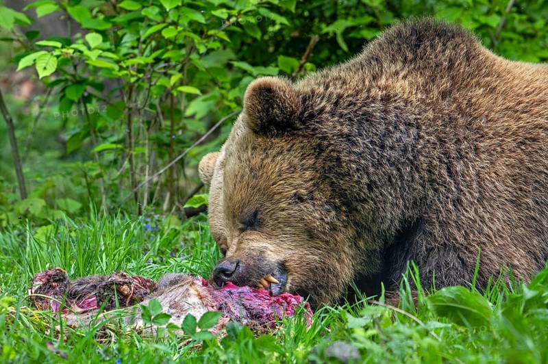 European brown bear (Ursus arctos) feeding on roe deer carcass, hidden in brushwood of forest