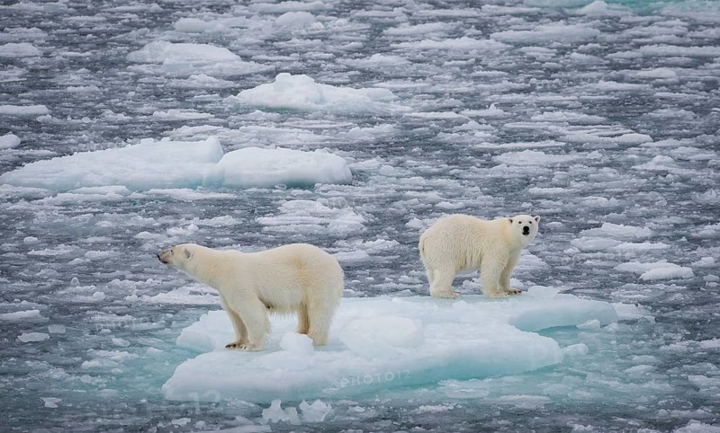 Polar bears (Ursus maritimus) on the pack ice at 82 degrees north on an ice floe, mother with cubs, Spitsbergen Island, Svalbard and Jan Mayen archipelago, Norway