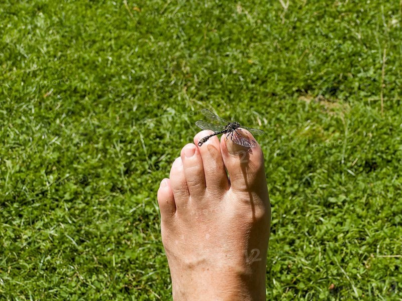 Onychogomphus forcipatus (Onychogomphus forcipatus) sitting on foot toe, Lake Neubeur, Bavaria, Germany