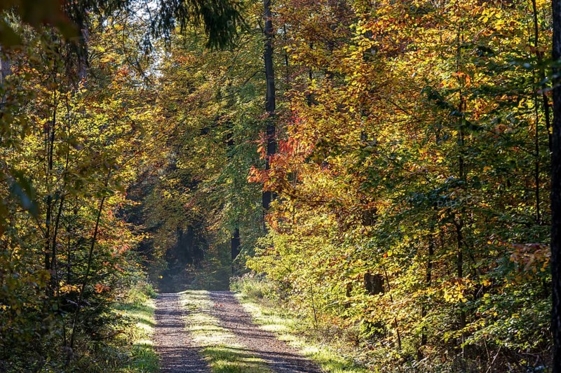 Forest path in the Tharandt Forest in autumn, near Grillenburg, Saxony, Germany