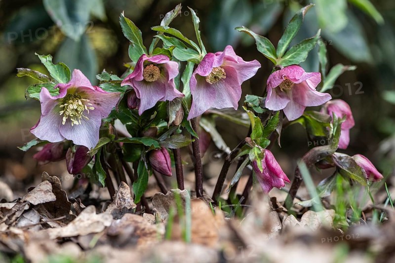 Lenzrosen (Helleborus orientalis Hybride), Emsland, Lower Saxony, Germany