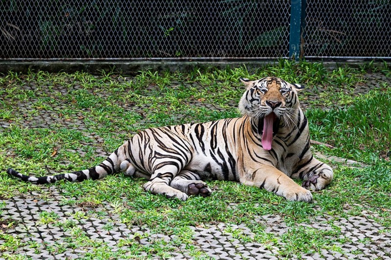 Tiger (Panthera tigris) Pattaya Thailand
