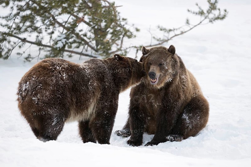 Grizzly Bear (Ursus arctos horribilis) two adult together in the snow, Wyoming, USA