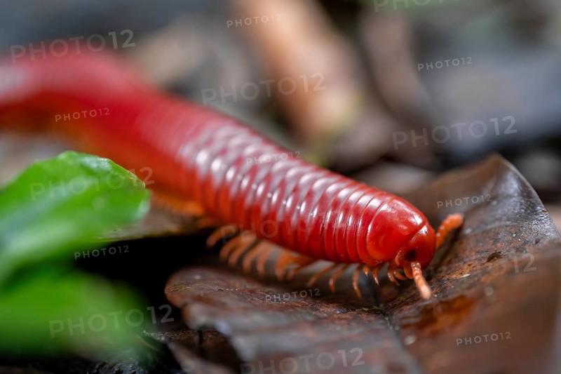 Genome millipede (Trigoniulus corallinus), red millipede on the forest floor, Refugio Nacional de Vida Silvestre Mixto Bosque Alegre, Alajuela province, Costa Rica