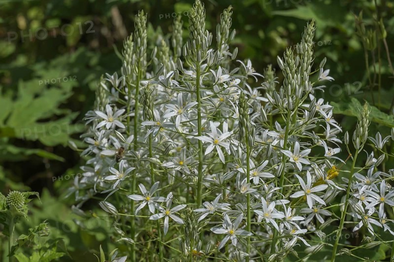 Milk star (Ornithogalum ponticum), Münsterland, North Rhine-Westphalia, Germany