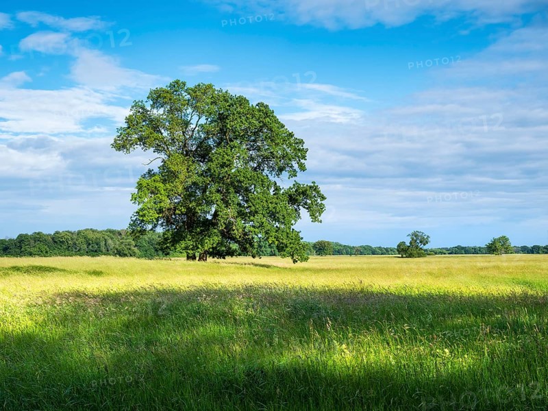 Meadow with solitary oaks in the Elbe floodplains near Dessau, Dessau-Wörlitz Garden Kingdom, Dessau-Roßlau, Saxony-Anhalt, Germany